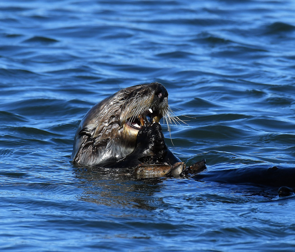 Moss Landing Sea Otters Sea Otters in Moss Landing near Mo… Flickr