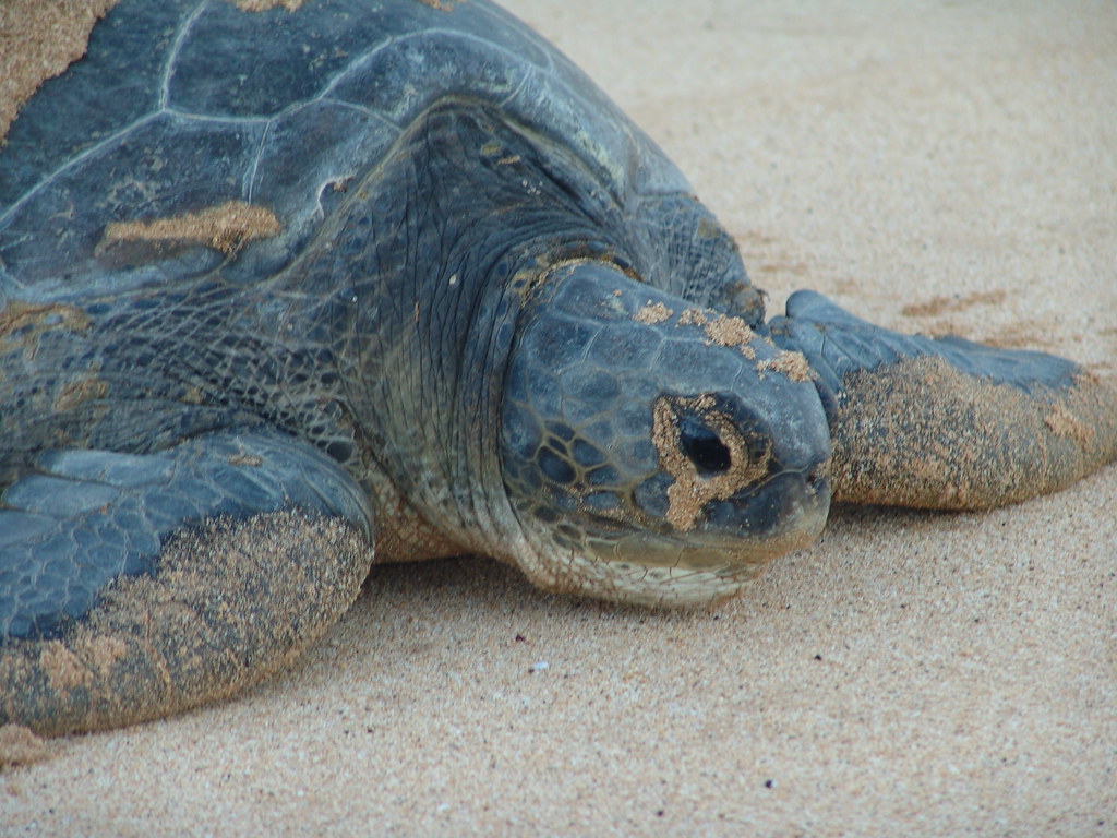 Green Turtle Female Green Turtle returning to sea after