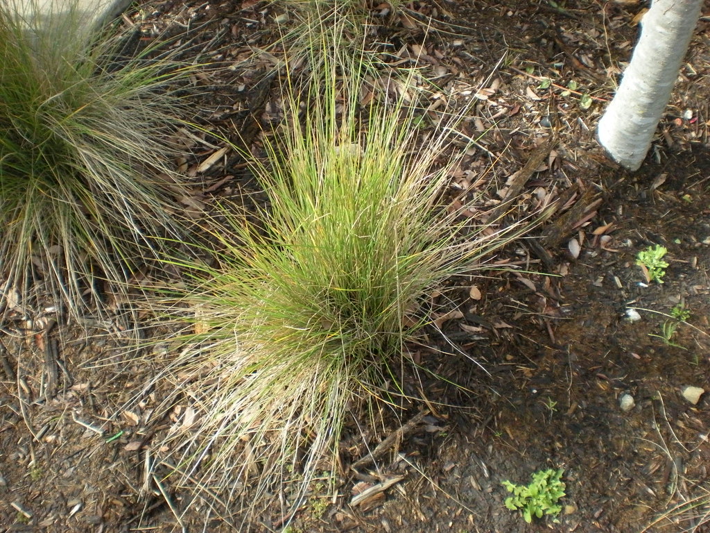 California fescue grass Julie Mickens Flickr