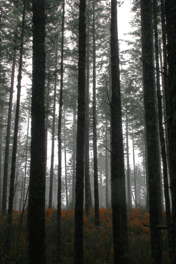 Mount Hebo, Oregon Gee, I wish I had shot this in RAW... I… Flickr
