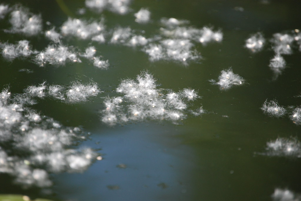 COTTONWOOD FLUFF FLOATING ON MILL LAKE, ABBOTSFORD, BC. Flickr