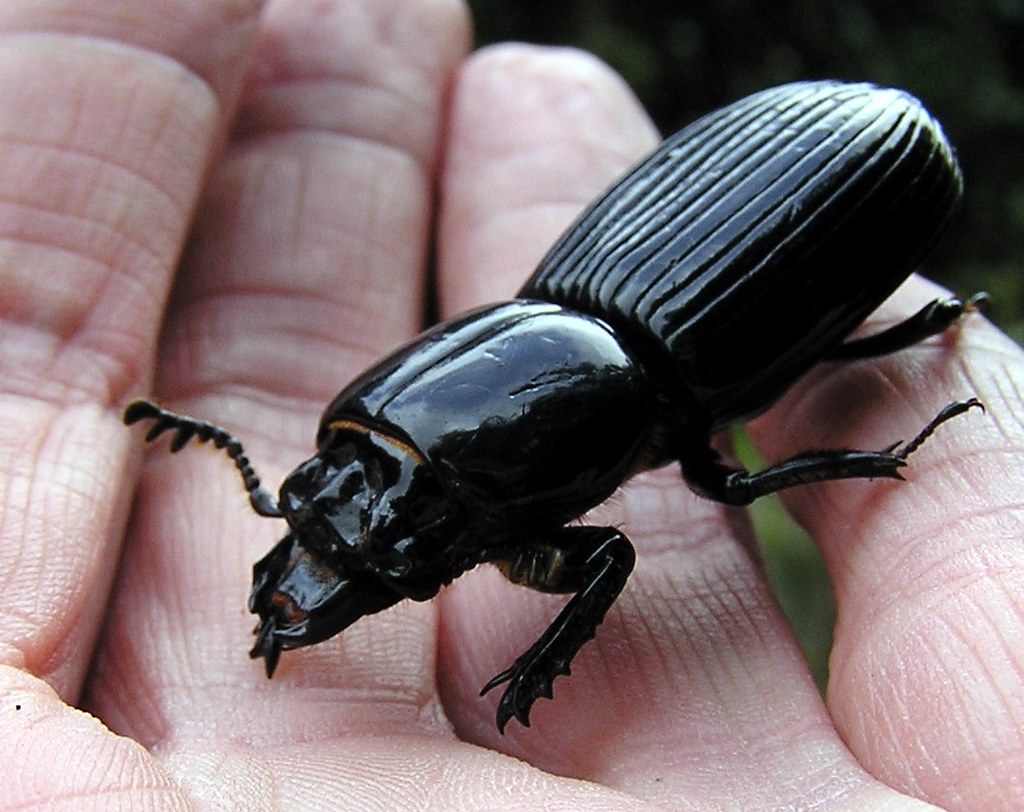 Bess Beetle , family Passalidae also known as Patent Leath… Flickr