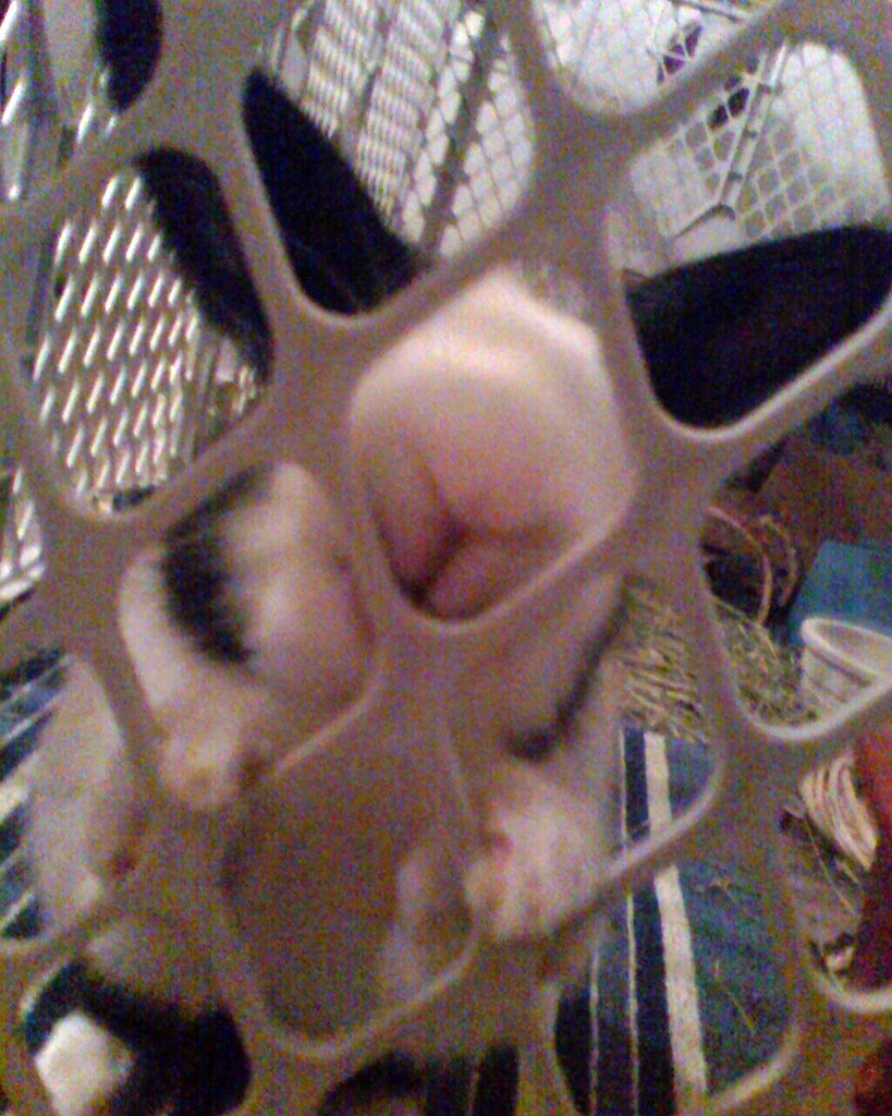 BAD BUNNY!!!! chewing the cage Marielle McCaa Flickr