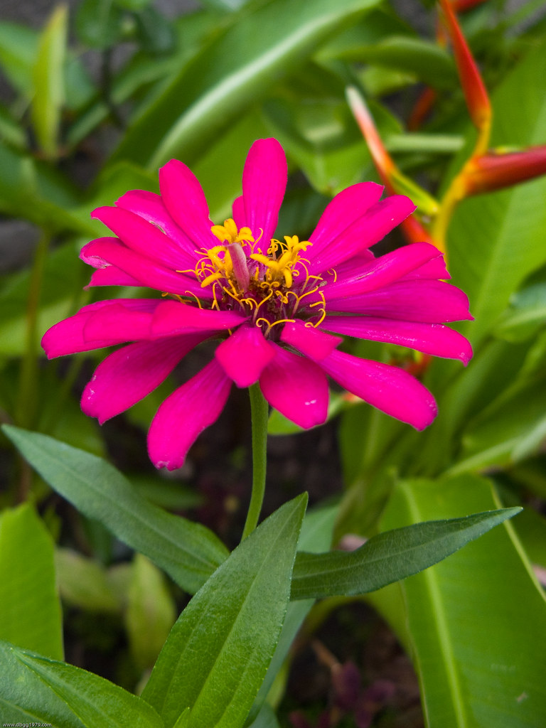 Zinnia flower at Bauhinia Drive Zinnia is a genus of 20 sp… Flickr