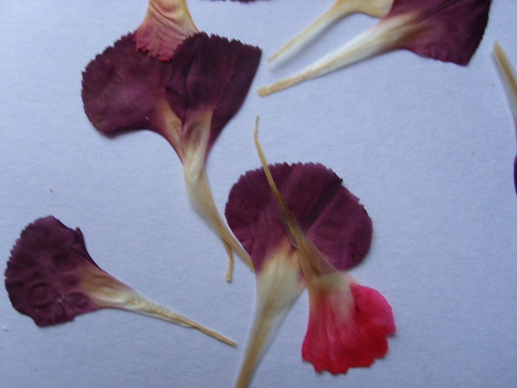 Pressed Flowers Pressed flowers to make beautifully unique… Flickr