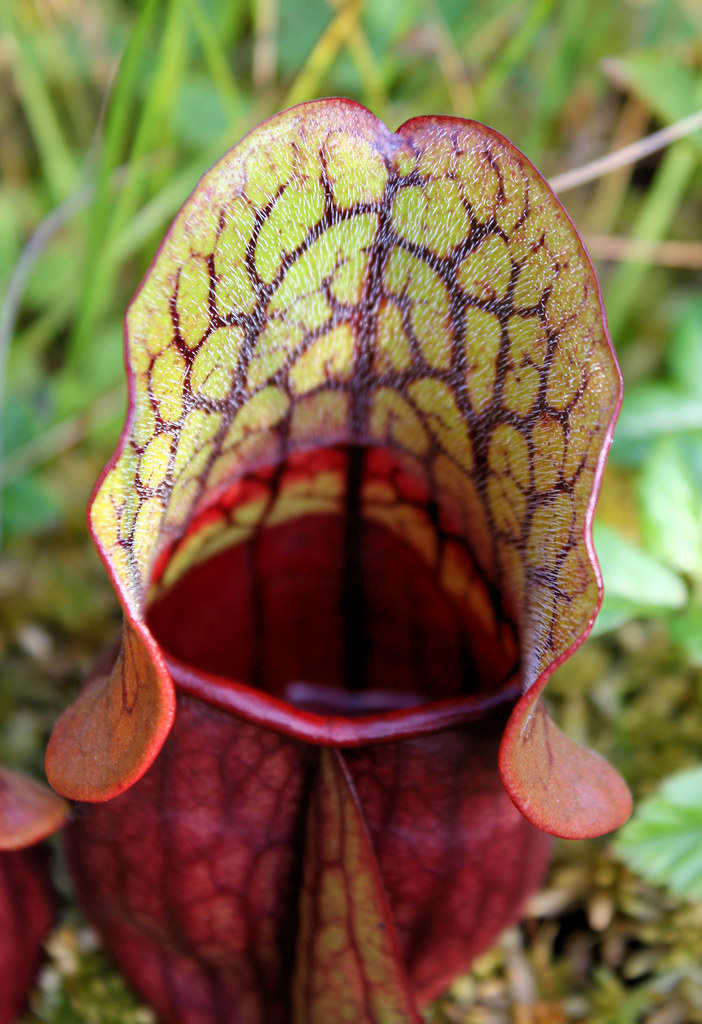 insect eater Purple Pitcher Plant Sarracenia purpurea. P… Flickr