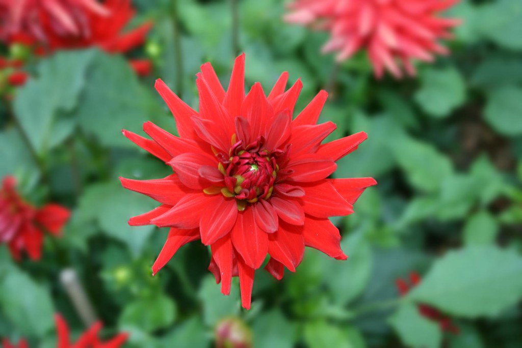 Vibrant red flower. Taken at Birmingham botanical gardens.… Amoukar