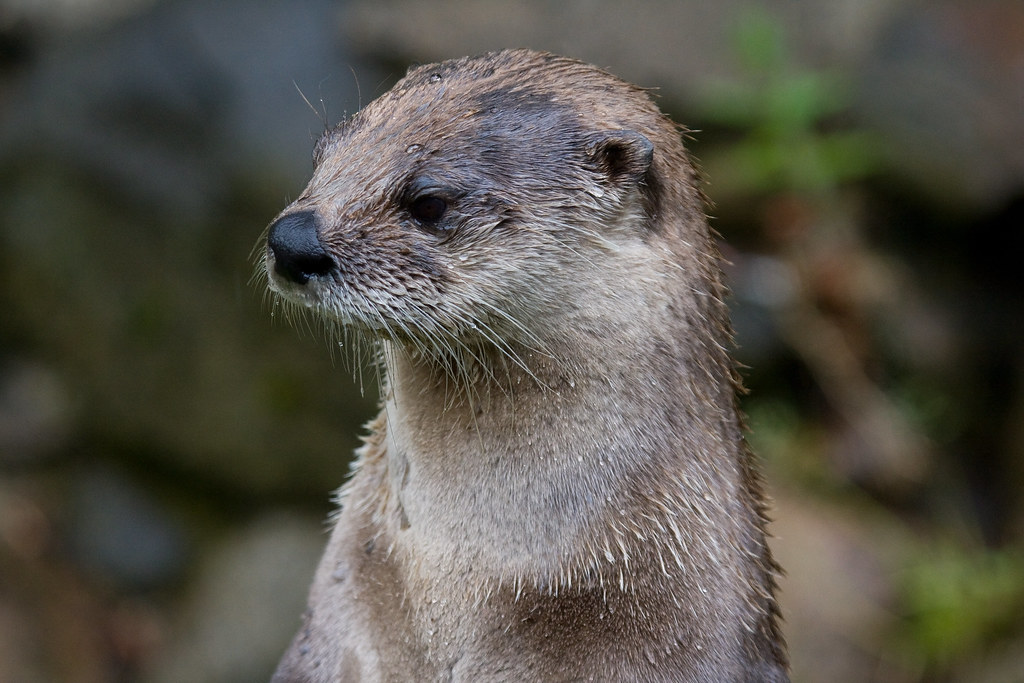 Otter Taken at a wildlife sanctuary near Oban Whistling Joe Flickr