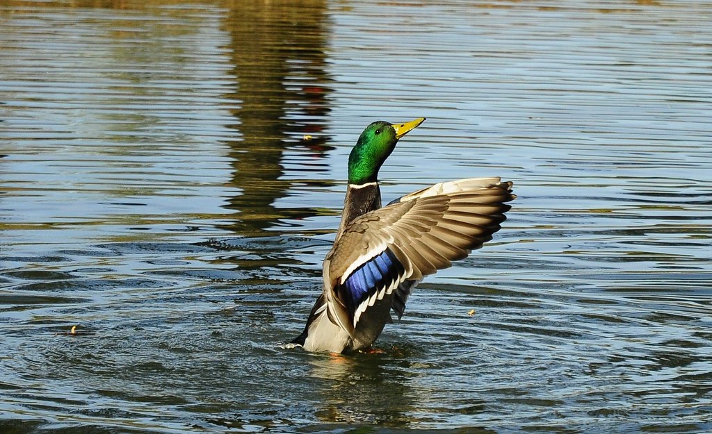 Male Mallard Drying his wings Thomas D300 Flickr