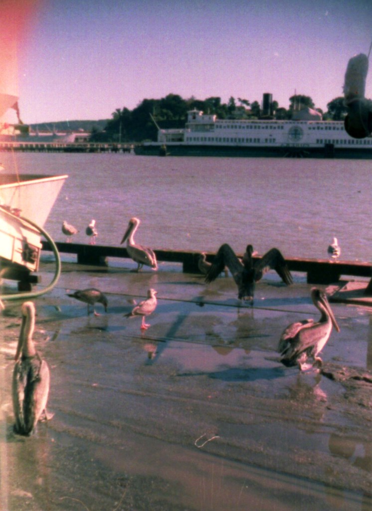 Pelican Bay The Pelicans gather so I can photograph them. stan
