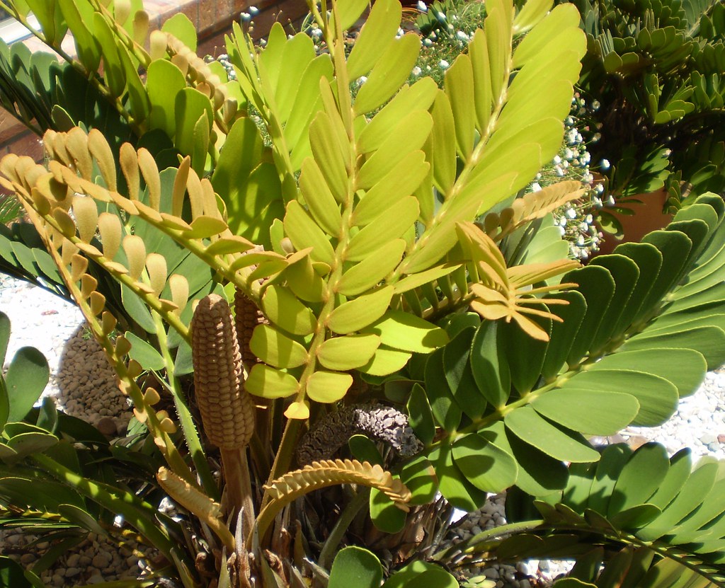 Zamia furfuracea (Cardboard cycad) "I'm poisonous!" Flickr