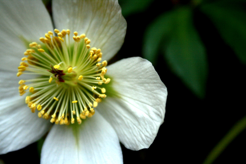 flower Jones 194 Flickr