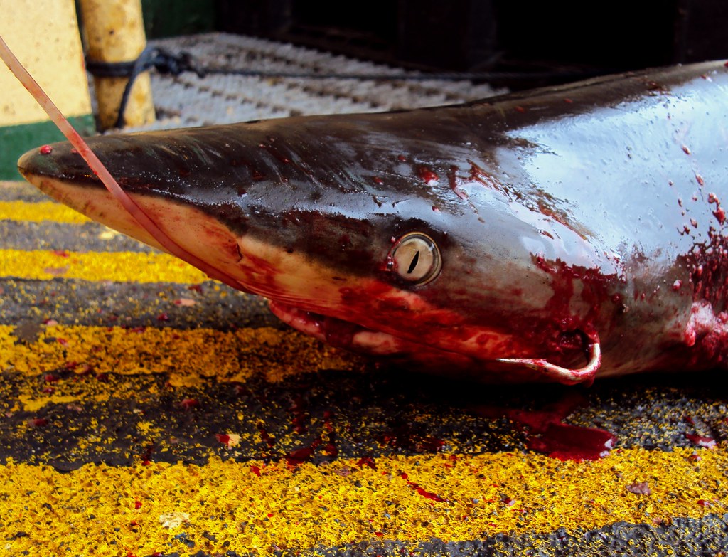 Bleeding Shark The guys were trying to catch some tunas bu… Flickr