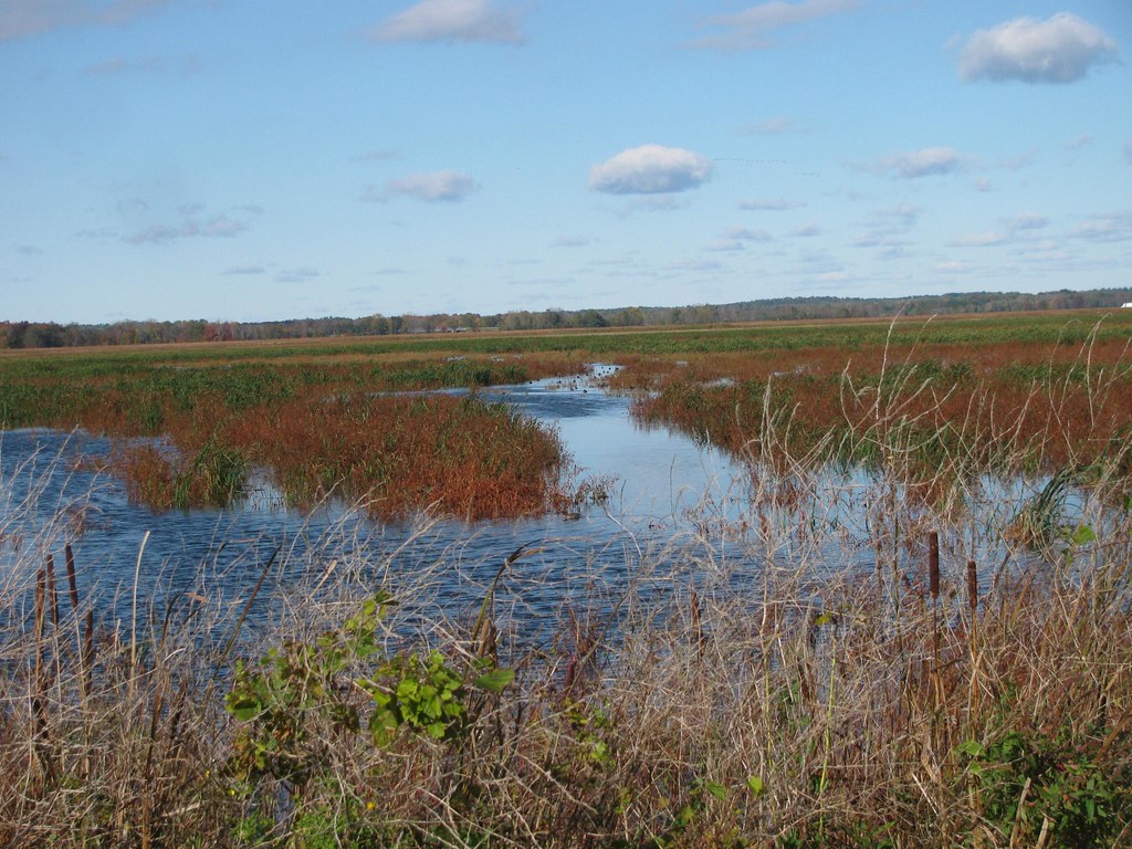 Montezuma Wildlife Refuge www.fws.gov/r5mnwr/ CAHairyBear Flickr