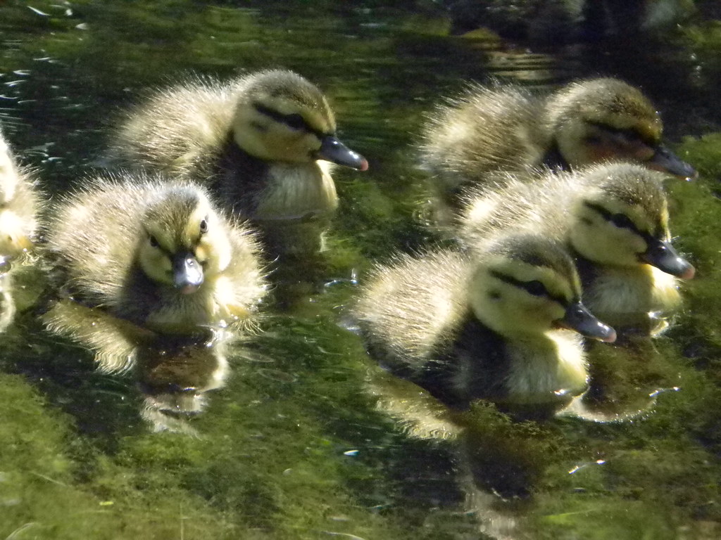 Picture 098 Gary West Flickr