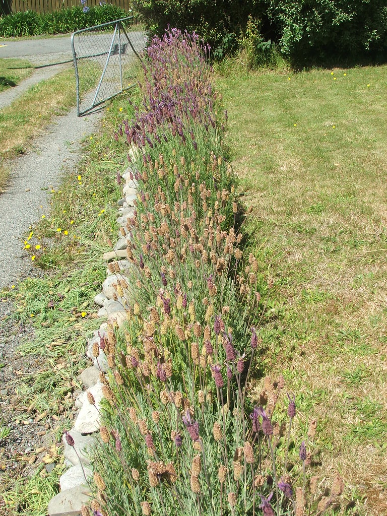 First lavender hedge post trim. Emma Flickr