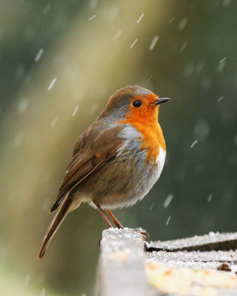 Robin in Snow ufopilot Flickr