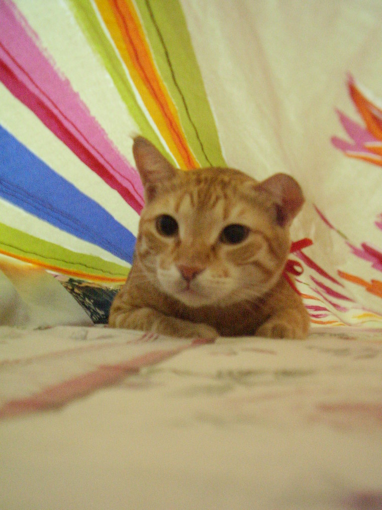 kitty cat under the covers In the bed and under freespirit_pk Flickr
