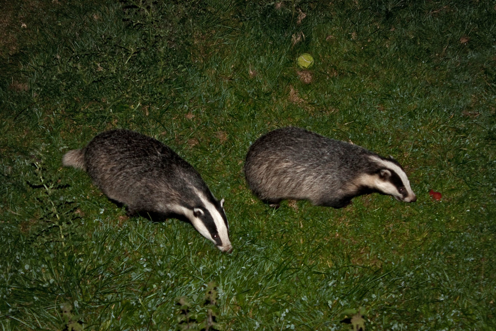 Foraging Badgers Foraging for some dog biscuits, don't tel… Flickr