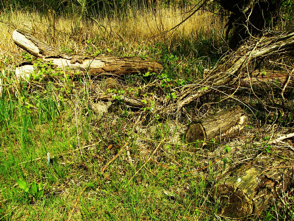 Wildlife Trusts, Norwood Road March Camb's UK.111a Flickr