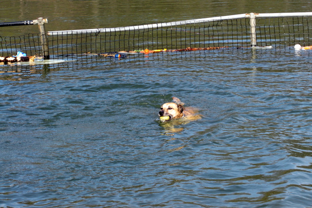 NYC Brooklyn Prospect Park Dog Beach Wally Gobetz Flickr