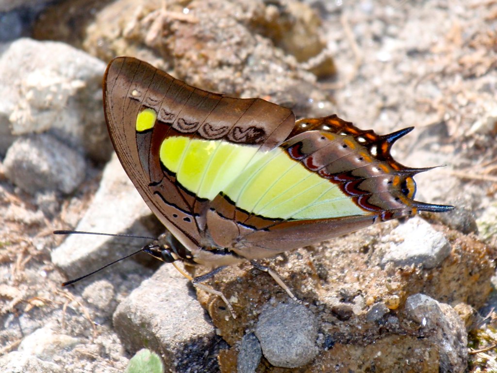 10 Beautiful Butterflies and Their Ugly Duckling Caterpillars The Ark