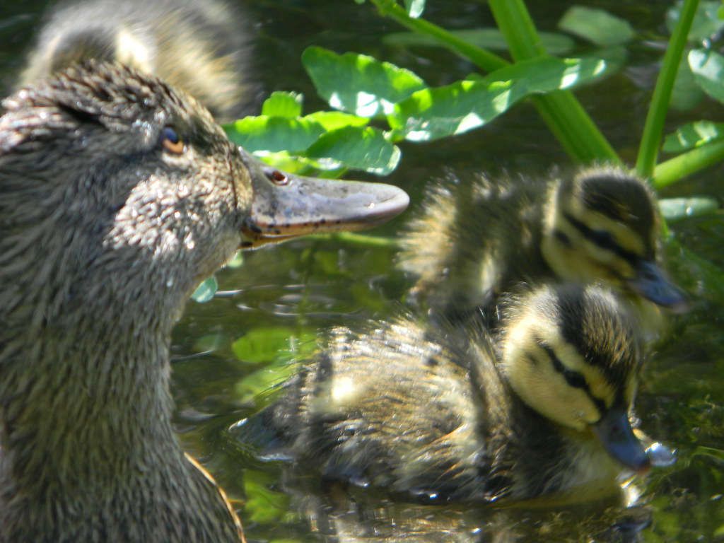 Picture 130 Gary West Flickr