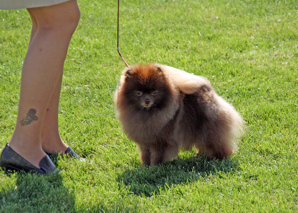 Chocolate Pomeranian. The 2009 dog show at the Walla Walla… Flickr
