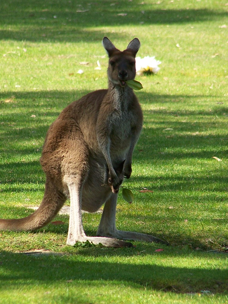 KANGAROO ET JOEY Les Kangaroos mangent toutes les fleurs p… Flickr