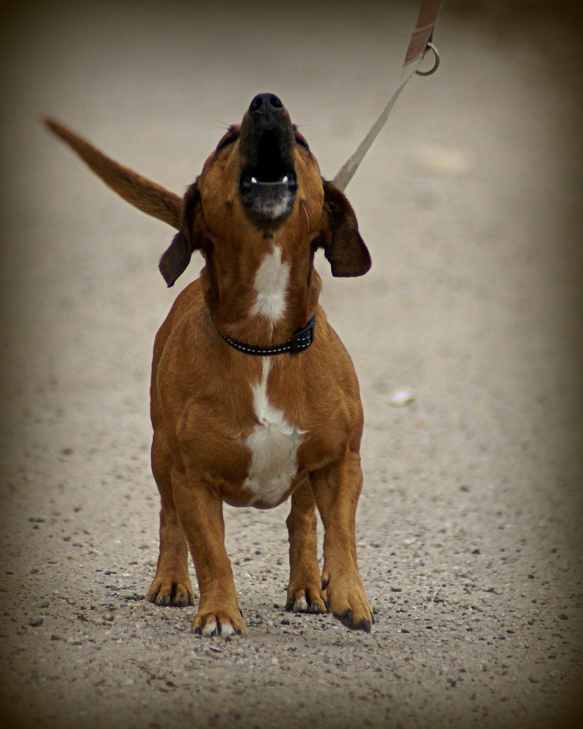 Howling In every dachshund a bit of wolf survived evolutio… Flickr
