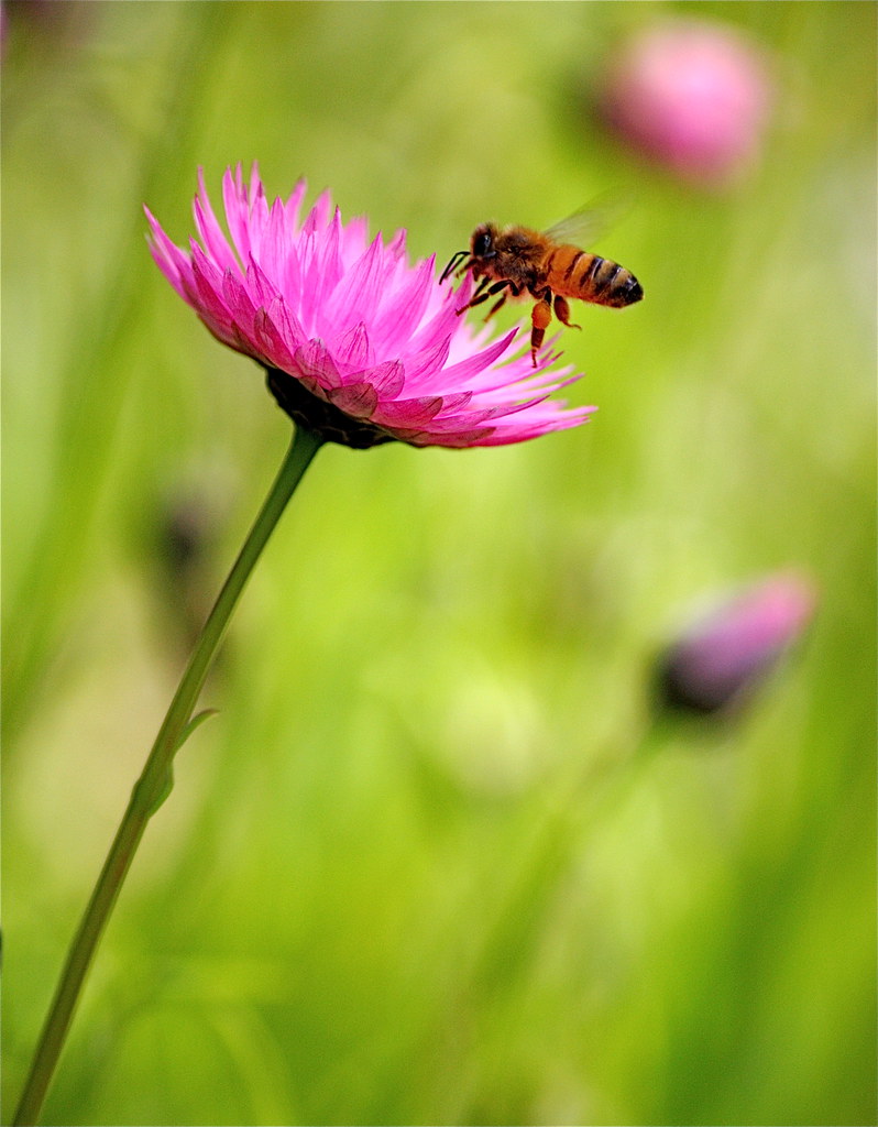 Busy Bee nature lover6 Flickr