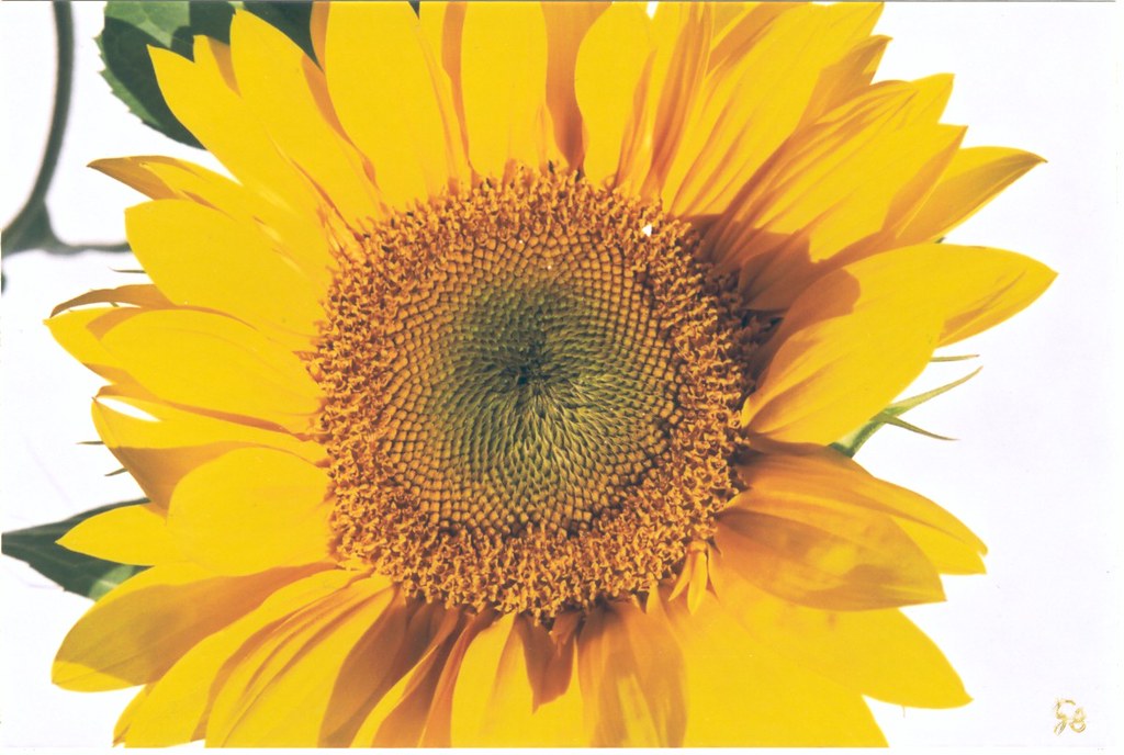 Sunflower Helianthus Calgary, Alberta, Canada Gerry Bates Flickr