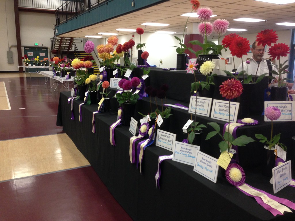 WA Kitsap Fairgrounds Kitsap Dahlia Show scott185 (the original