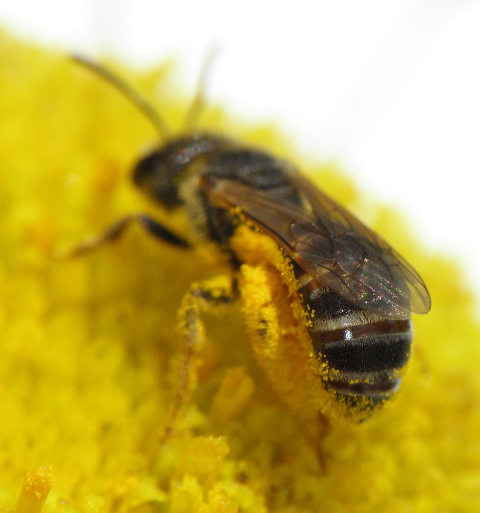 Unidentified Small Bee Legs Covered With Pollen Photo take… Flickr
