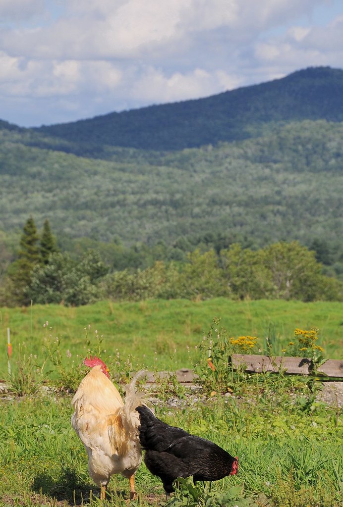 Vermont chickens a photo on Flickriver