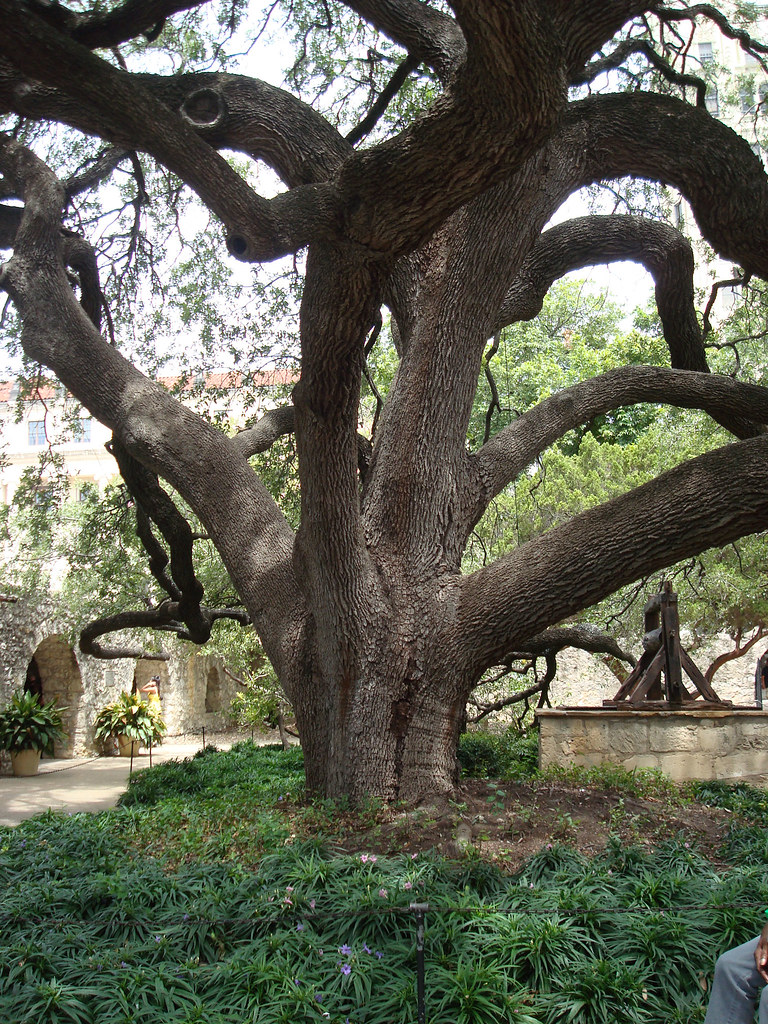 Live Oak This is a huge tree at the Alamo. It's about 140 … Flickr
