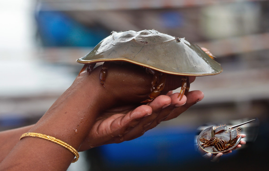 Crab that helped get three Nobel prizes Meet the horseshoe… Flickr