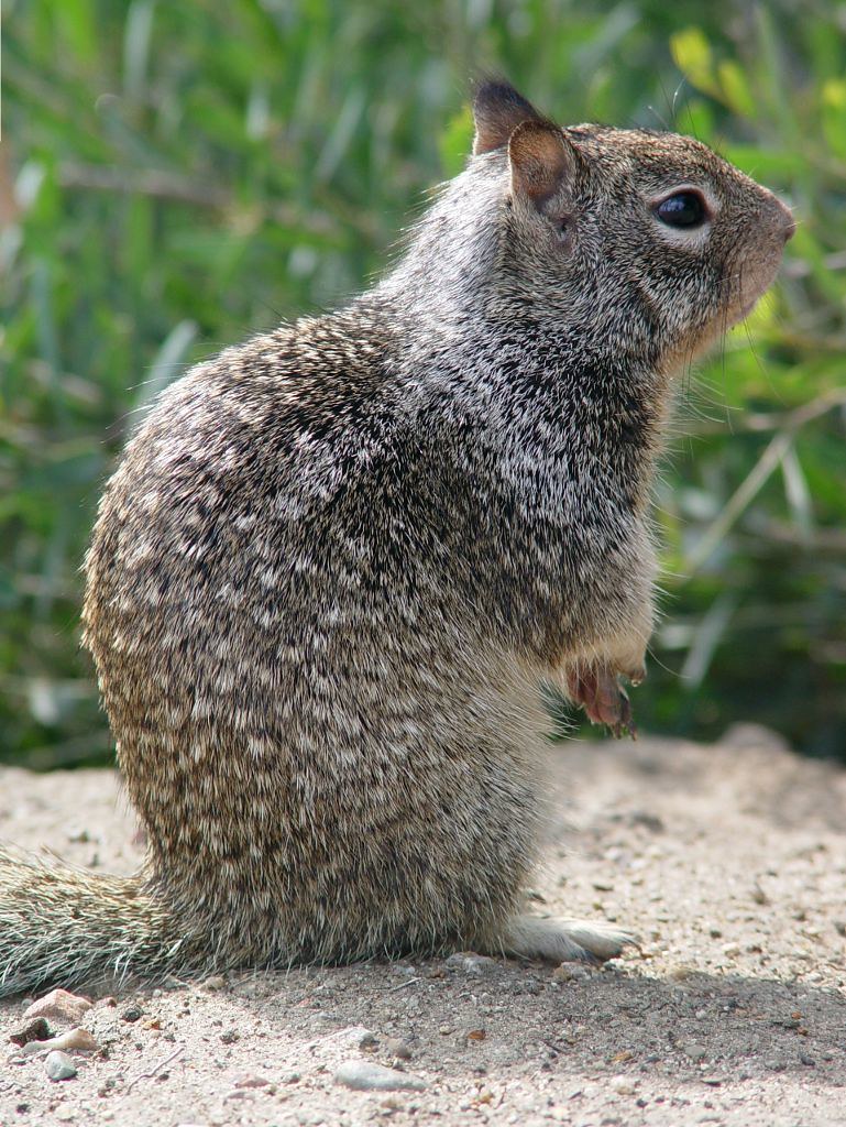 California Ground Squirrel 2 of 5 California Ground Squirr… Flickr