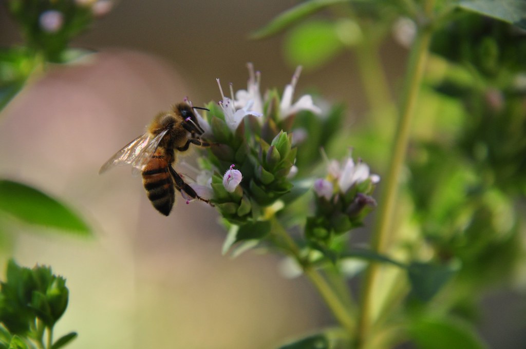 Bee on Marjoram Zachary Conger Flickr