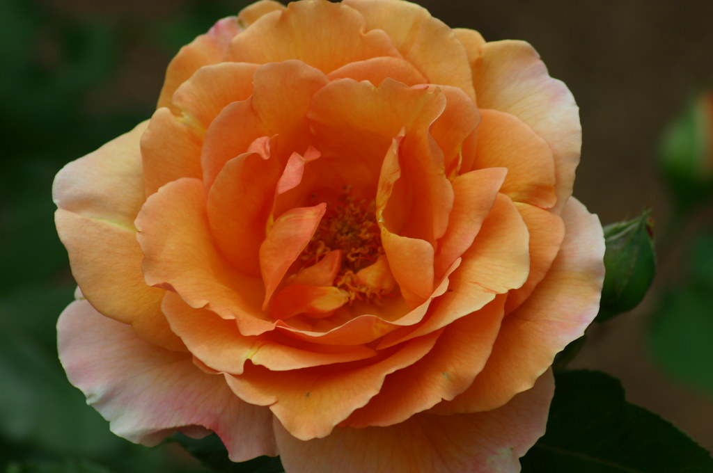 Bronze Star Rose, Rosa "WEZaprt" Bronze Star Rosaceae Take… Flickr