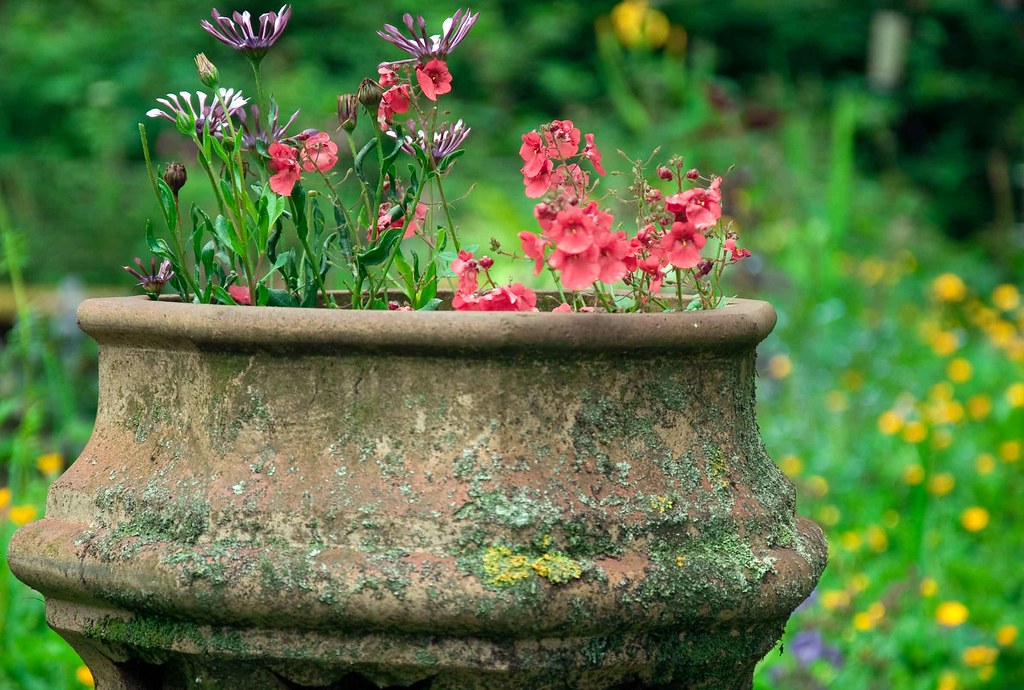 Flowers in Chimney Pot Gary McNair Flickr