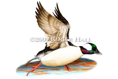 Bufflehead Duck Fine art drawing of a Bufflehead Duck (Buc… Flickr