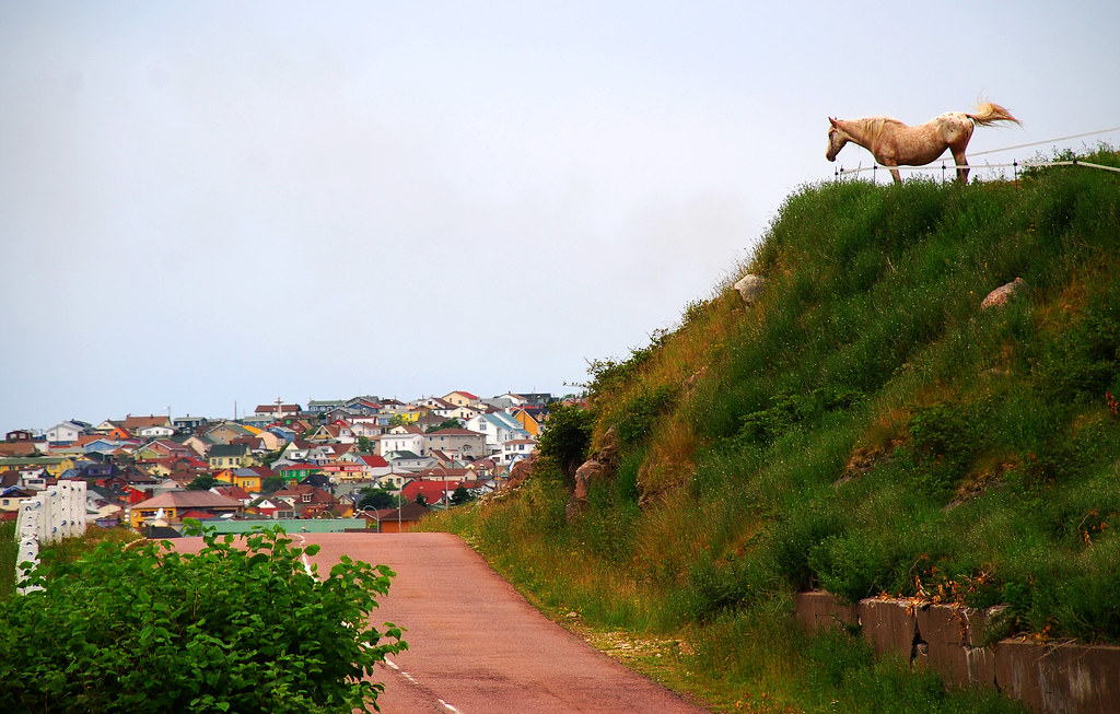 St Pierre et Miquelon 2009 A rather decrepid horse, alas. … Flickr