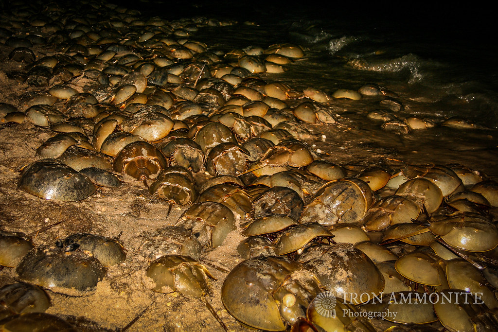 Spawning Horseshoe Crabs, Slaughter Beach, Delaware Bay a photo on
