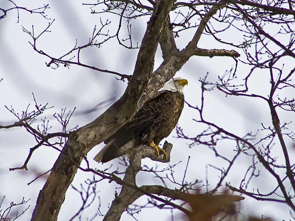 Belleville Eagle My elusive eagle that flys around Bellevi… Flickr