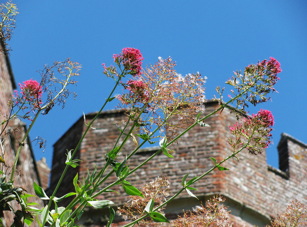 Flowers of the Towers Herstmonceux, East Sussex Herstmonce… Flickr