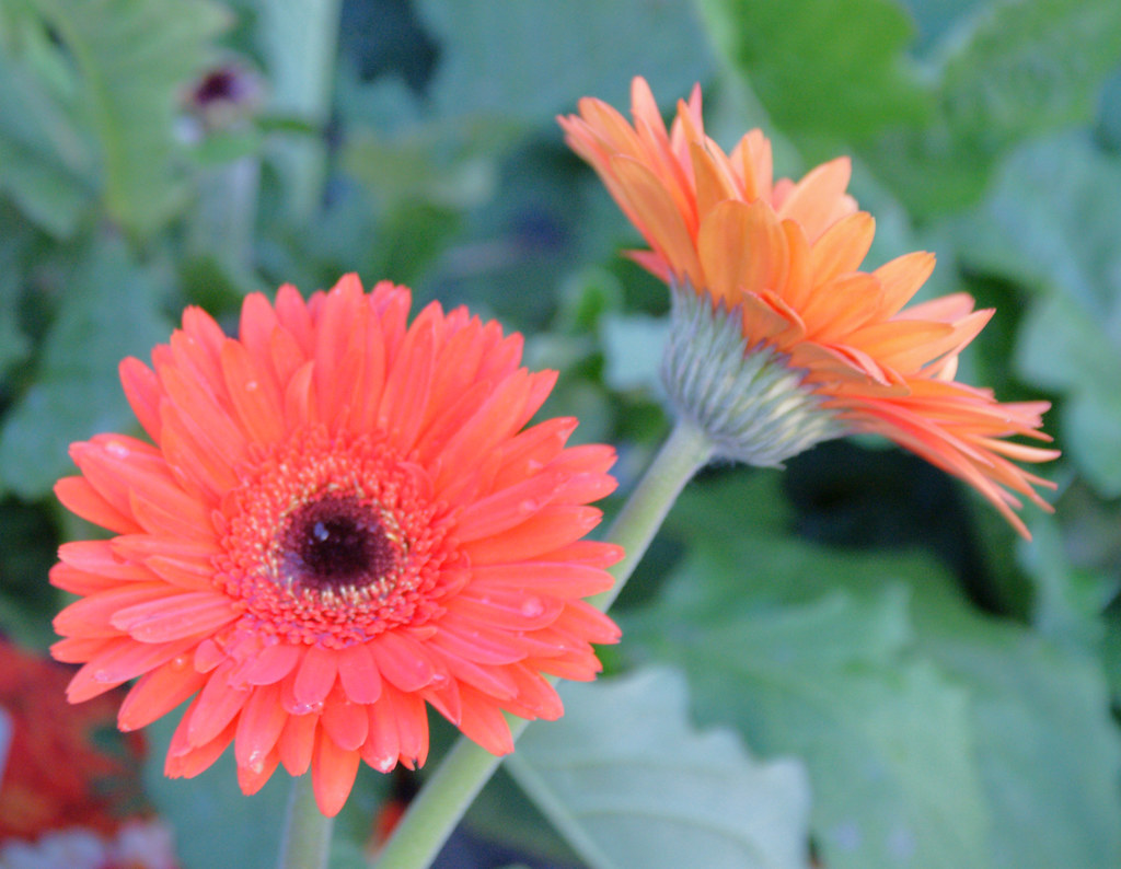 the new Lowe's colorful gerbera daisies spotted at the new… Flickr