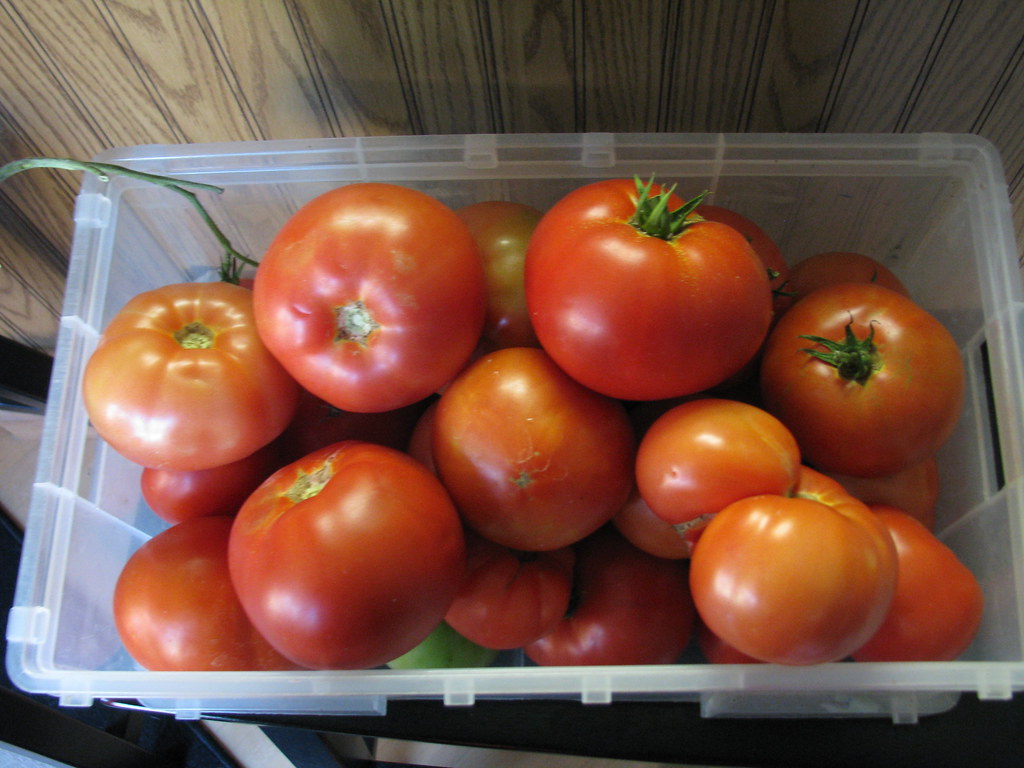 Big Bertha Tomatoes from Garden flippinyank Flickr