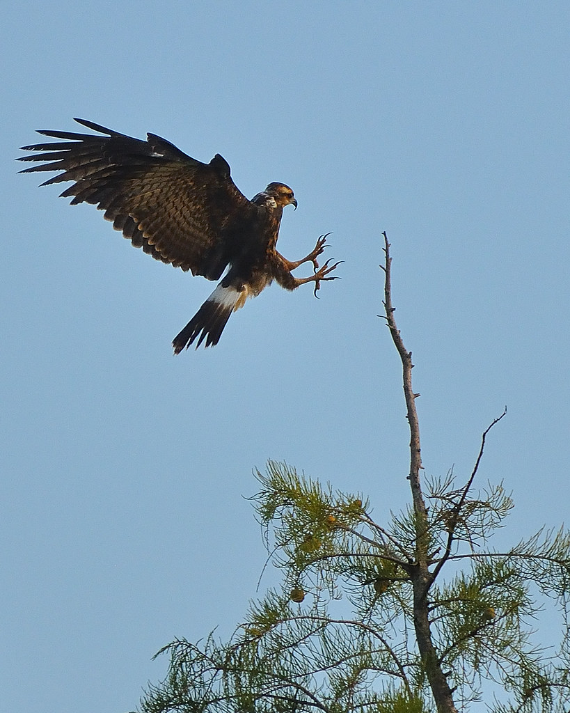 Juvenile snail kite landing Untagged Juvenile Snail Kite R… Flickr