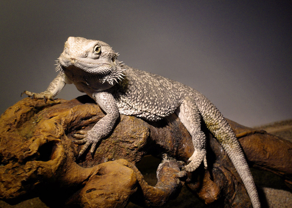 Grumpy Lizard This is Spike the bearded dragon. We've